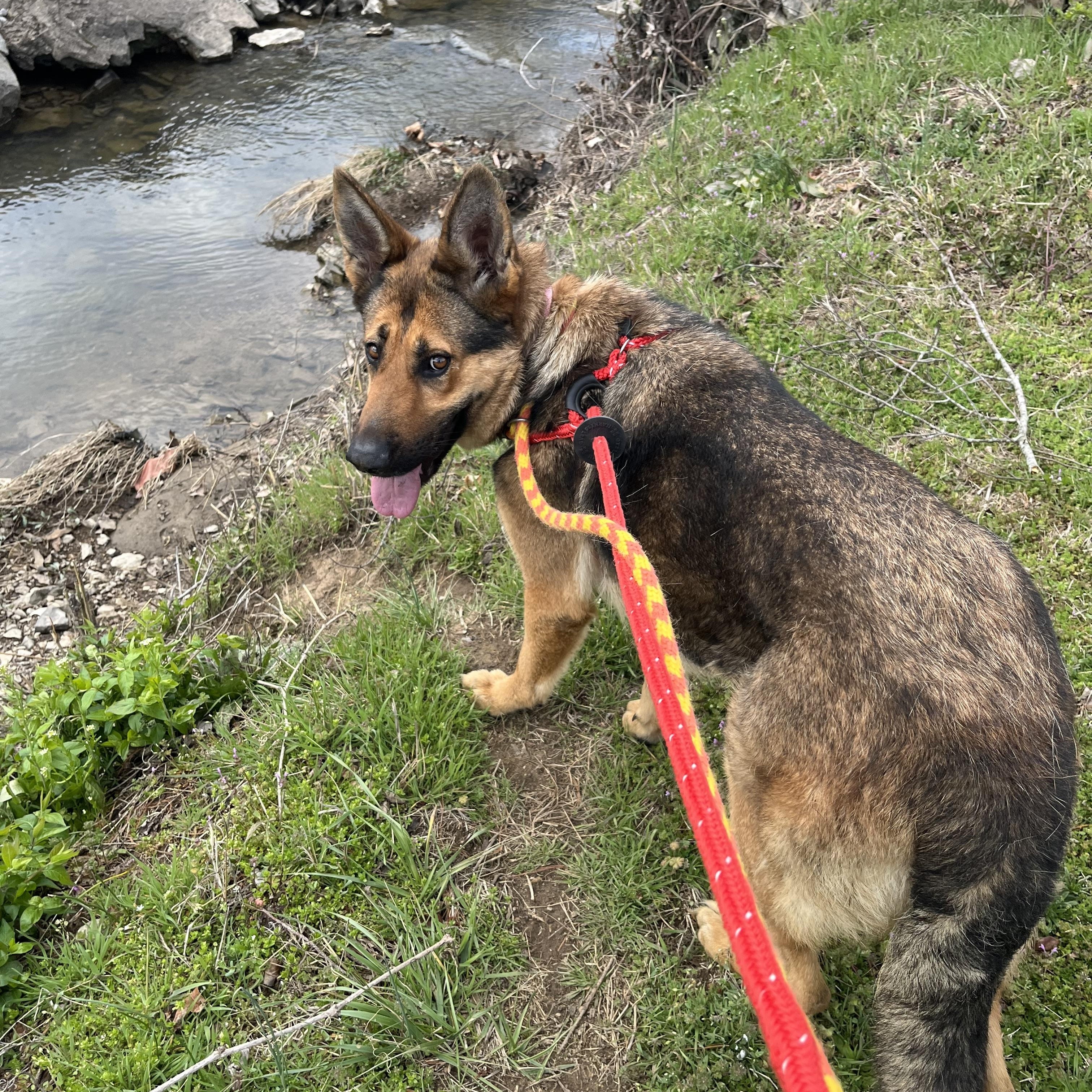 Diana , adopted, Young Female German Shepherd Dog.