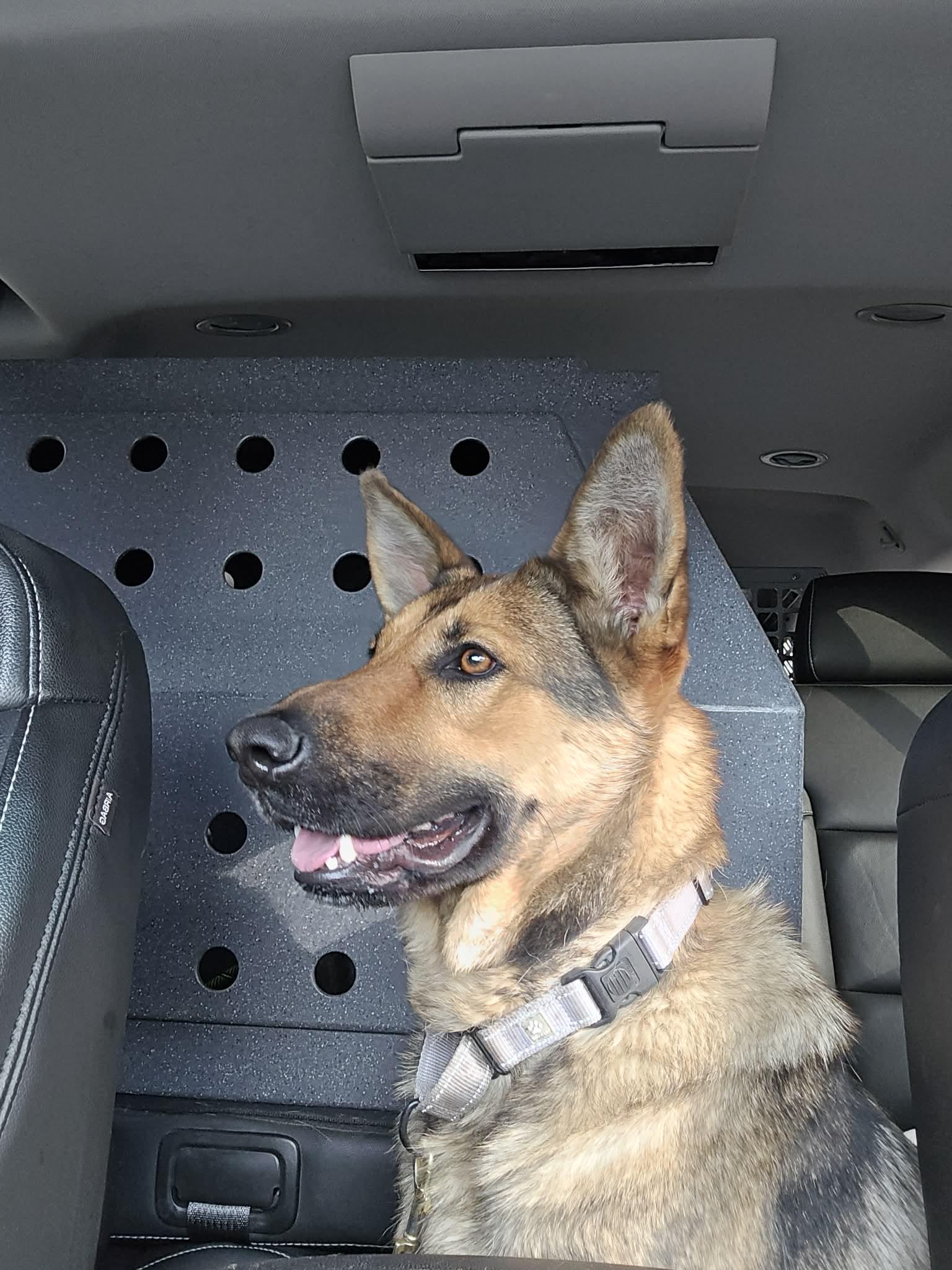 Enlarge Diana , a ADOPTABLE German Shepherd Dog in Chesterfield, MO image 4/4