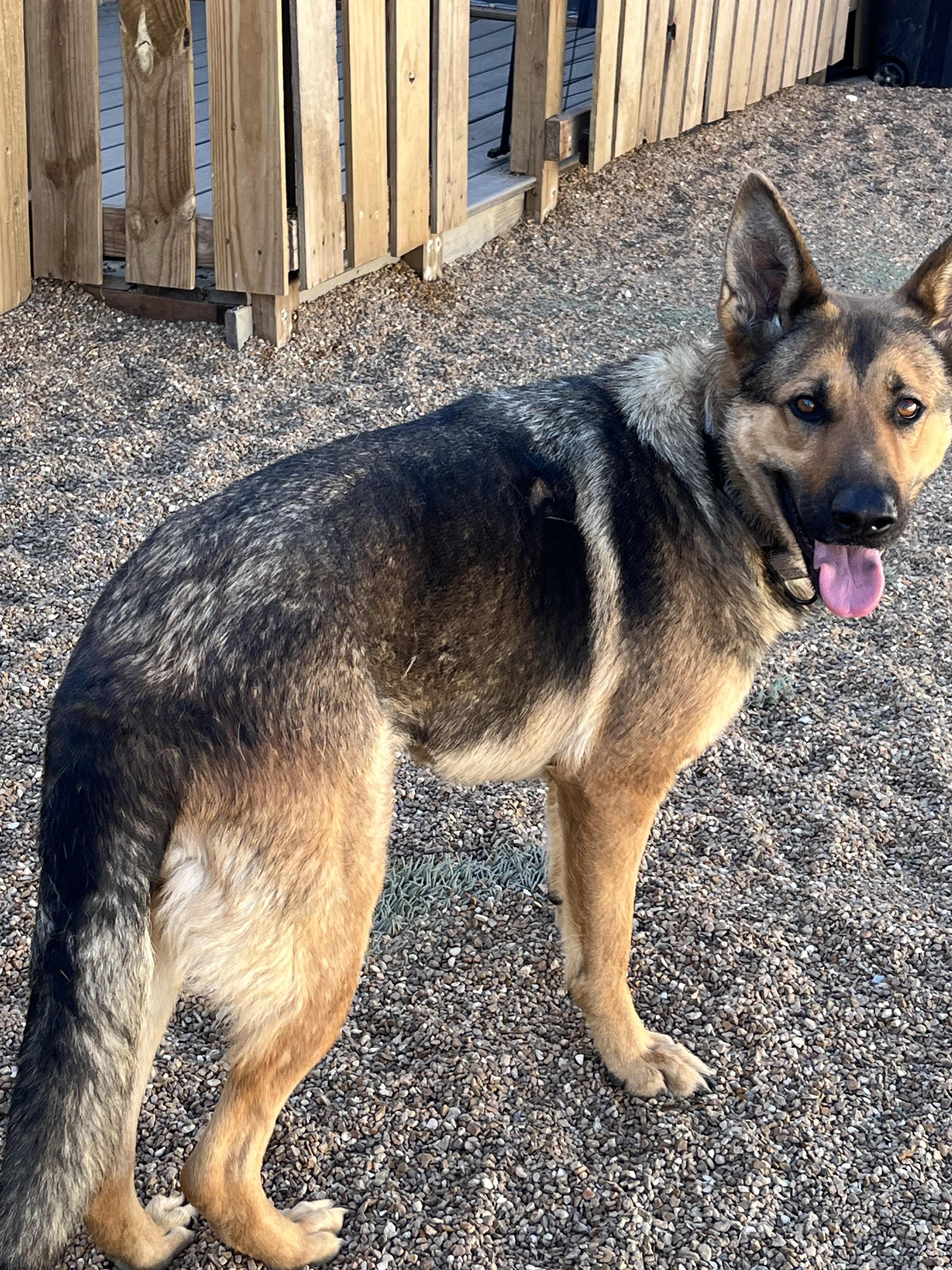 Enlarge Diana , a ADOPTABLE German Shepherd Dog in Chesterfield, MO image 3/4