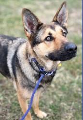 Enlarge Diana , a ADOPTABLE German Shepherd Dog in Chesterfield, MO image 2/4