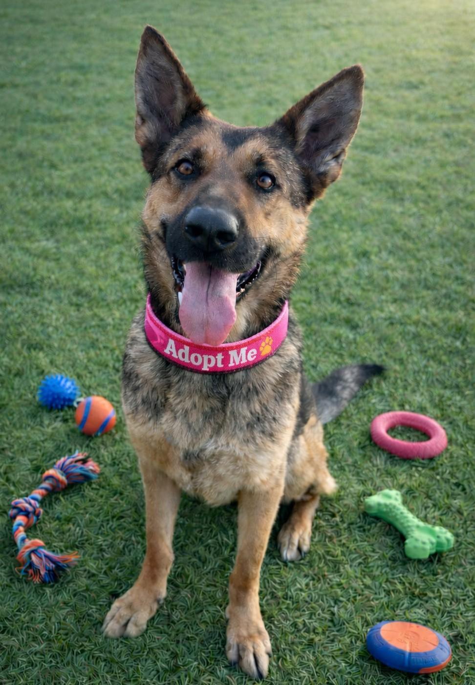 Enlarge Diana , a ADOPTABLE German Shepherd Dog in Chesterfield, MO image 1/4