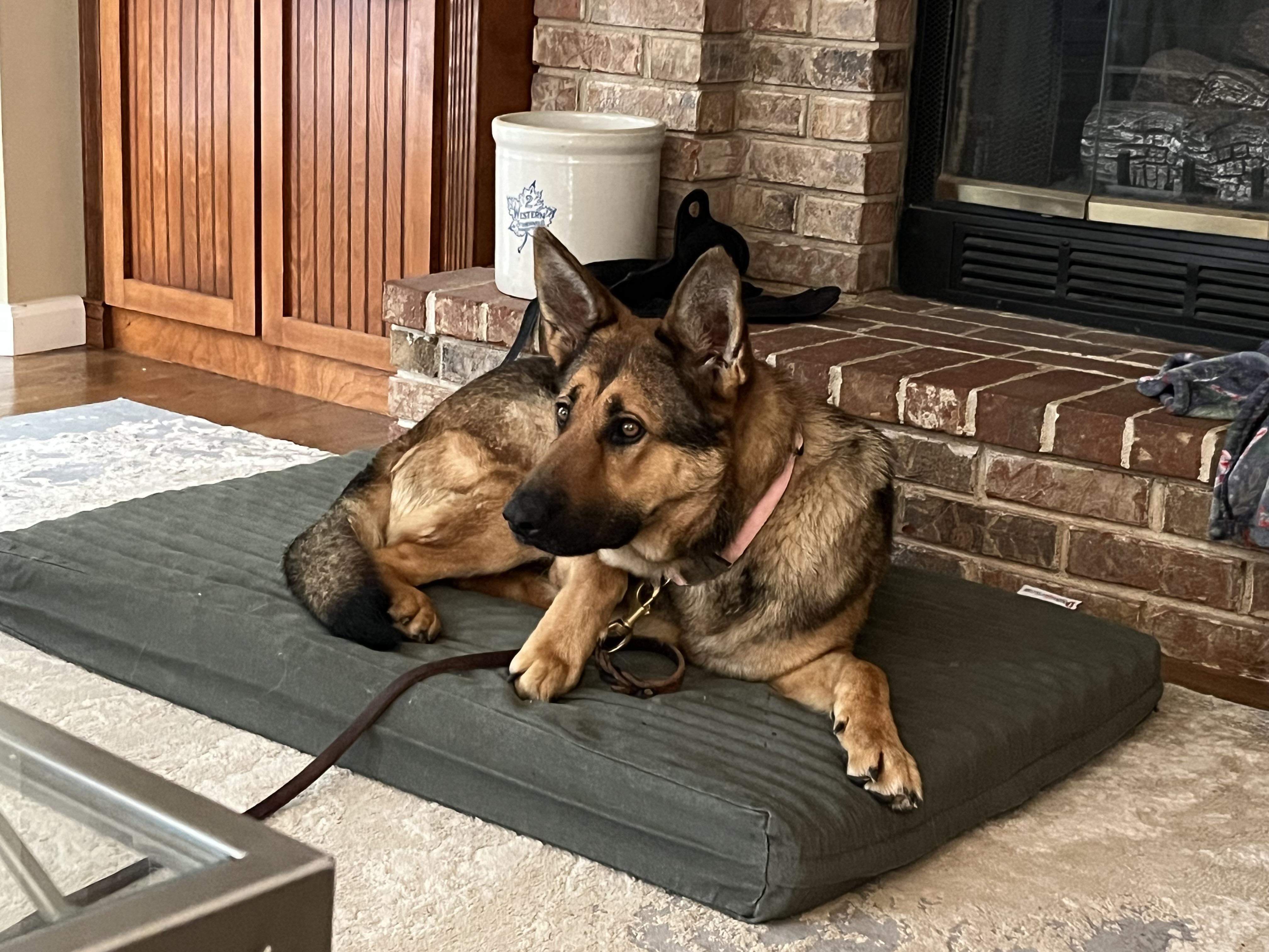 Enlarge Diana , an adopted German Shepherd Dog in Chesterfield, MO image 3/6