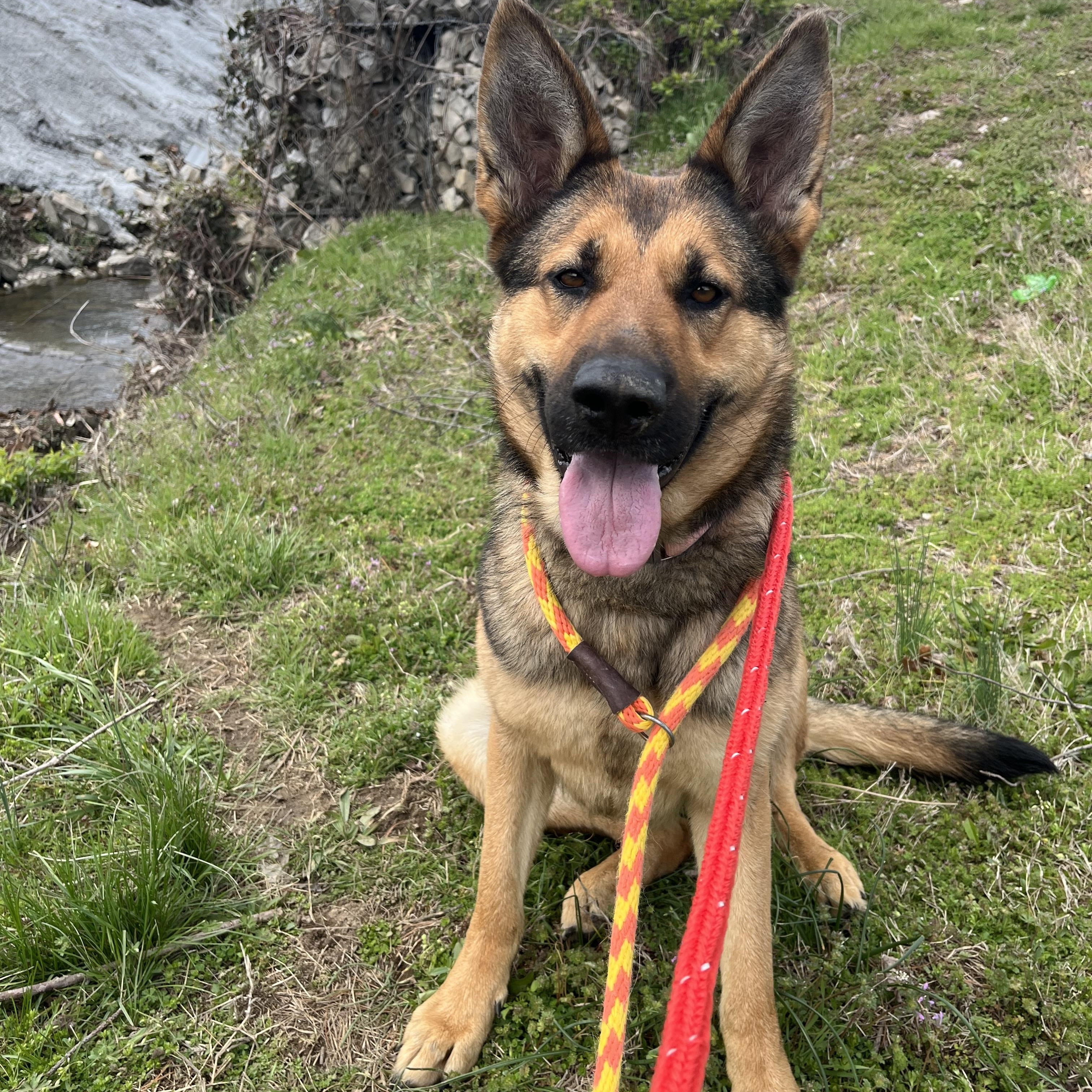 Diana , a ADOPTABLE German Shepherd Dog in Chesterfield, MO image 2/6