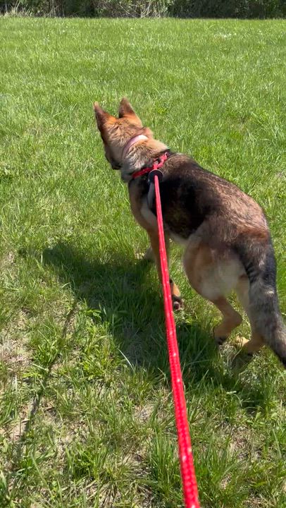 Enlarge Diana , an adopted German Shepherd Dog in Chesterfield, MO video 2/6