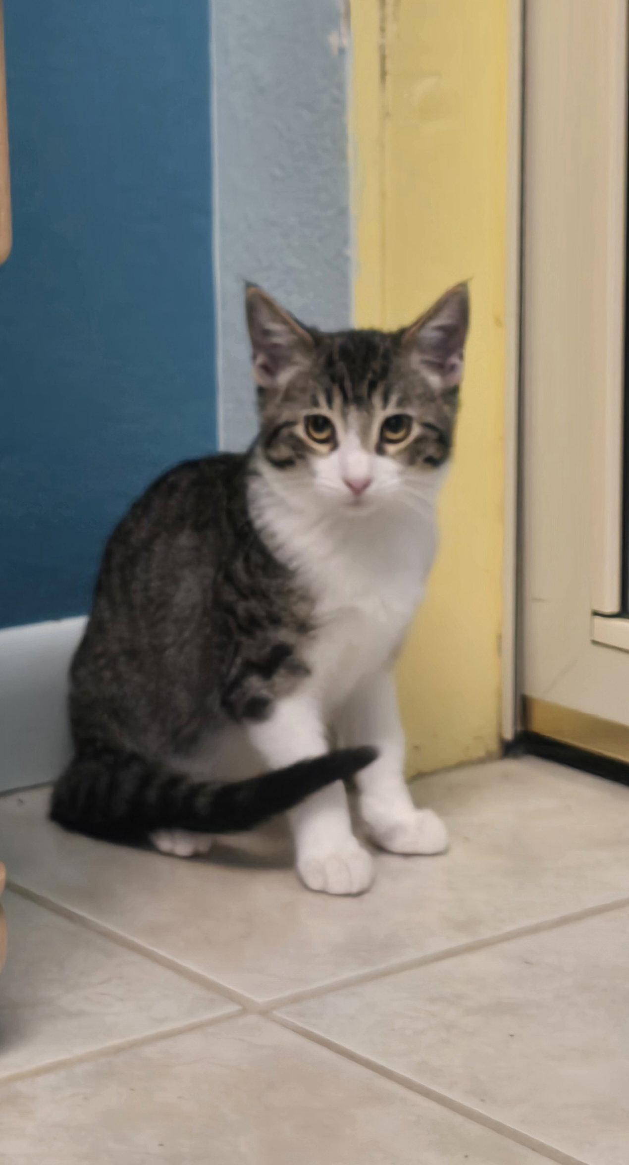 Eric, Adoptable, Young Male Domestic Short Hair.