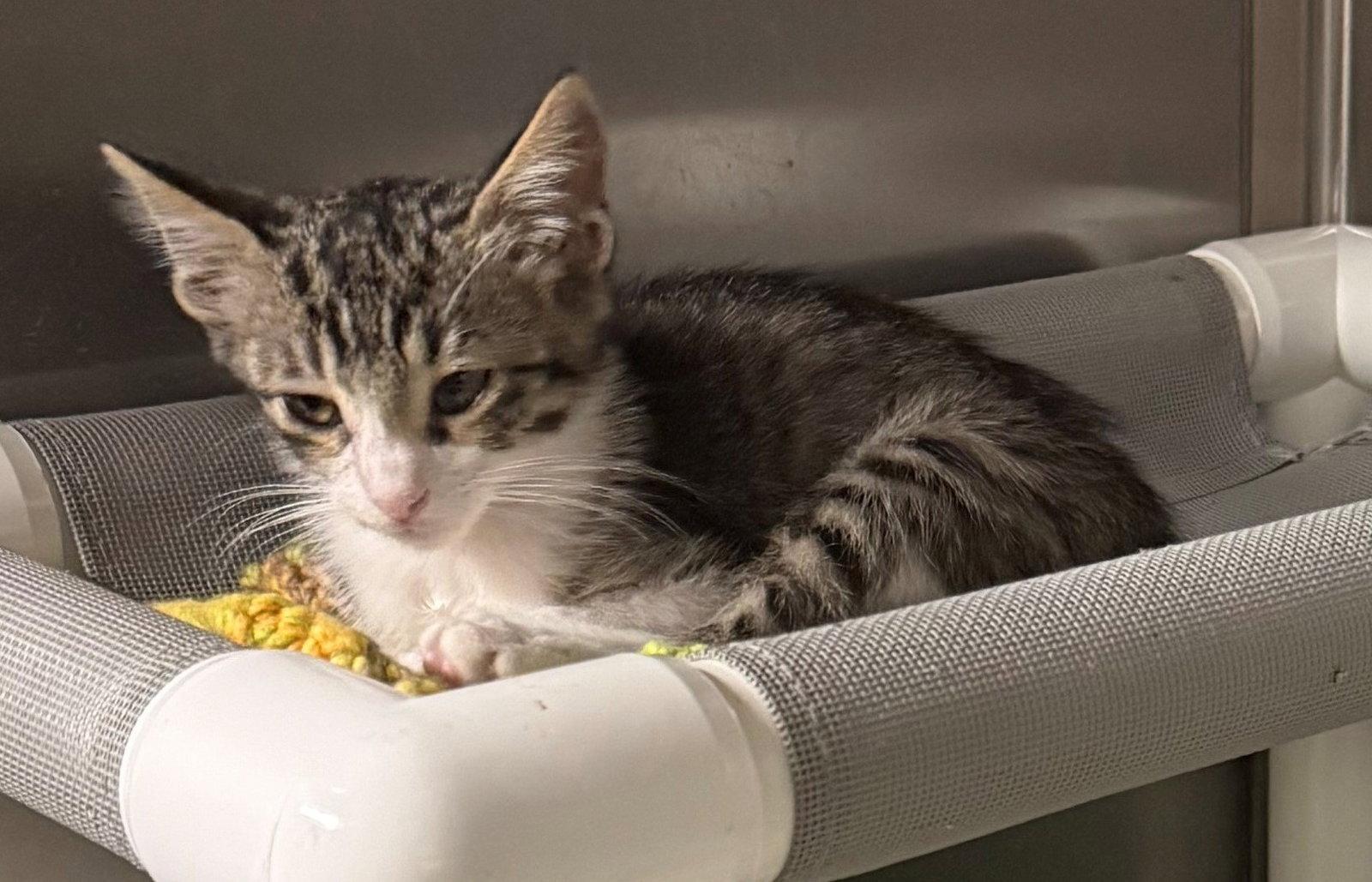 Enlarge Eric, a Adoptable Domestic Short Hair in Evergreen, CO image 2/2