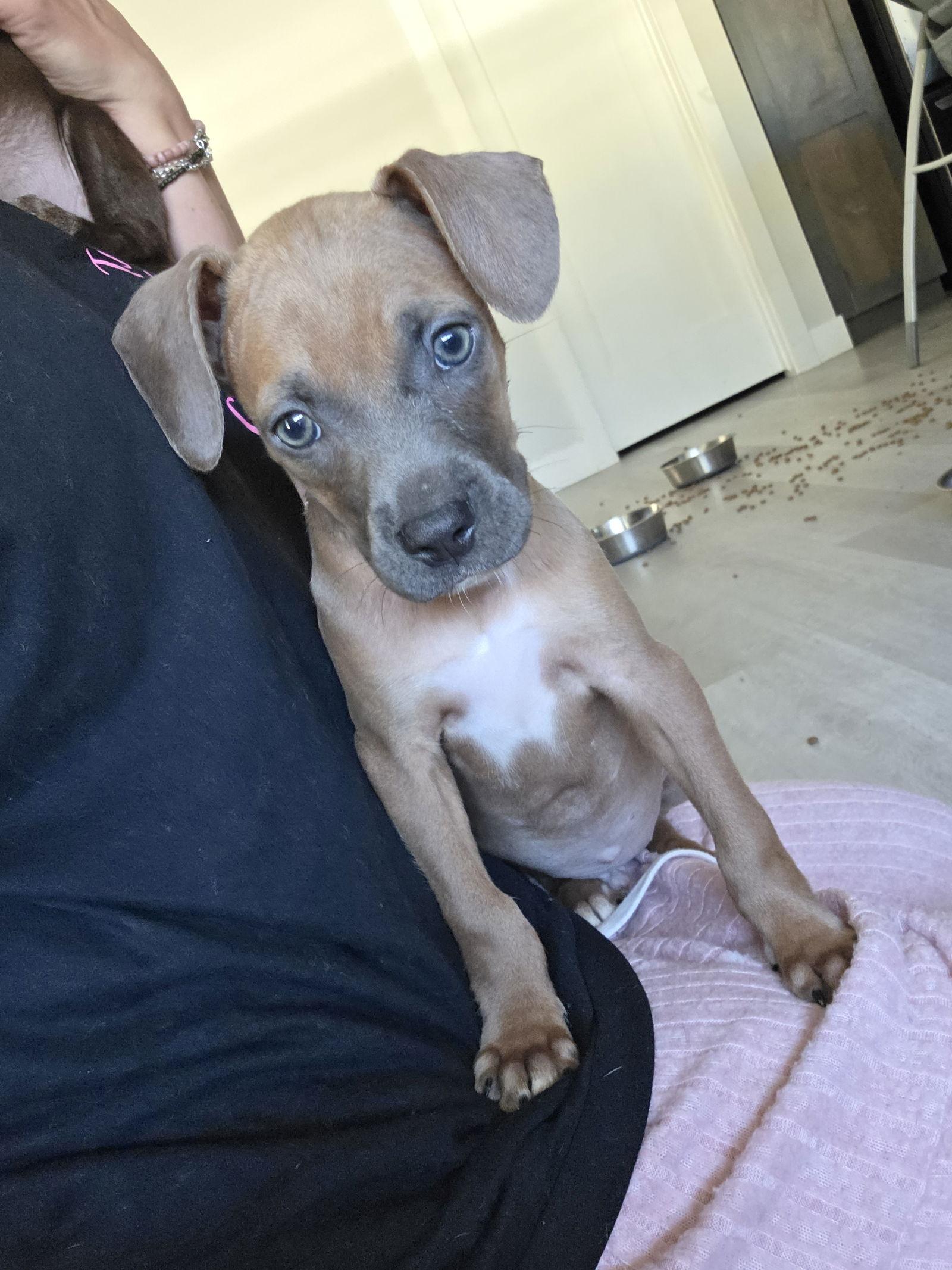 Turbo, Adoptable, Puppy Male Pit Bull Terrier & Boxer.