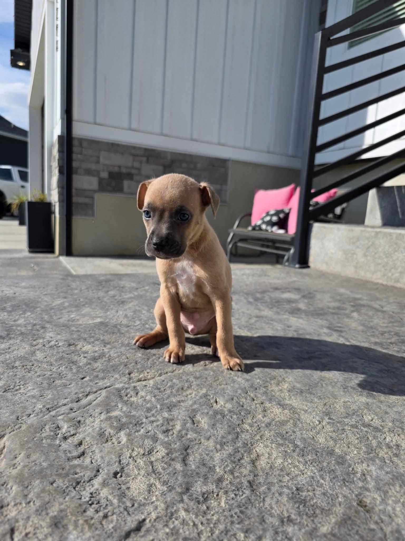 Turbo, Adoptable, Puppy Male Pit Bull Terrier & Boxer.