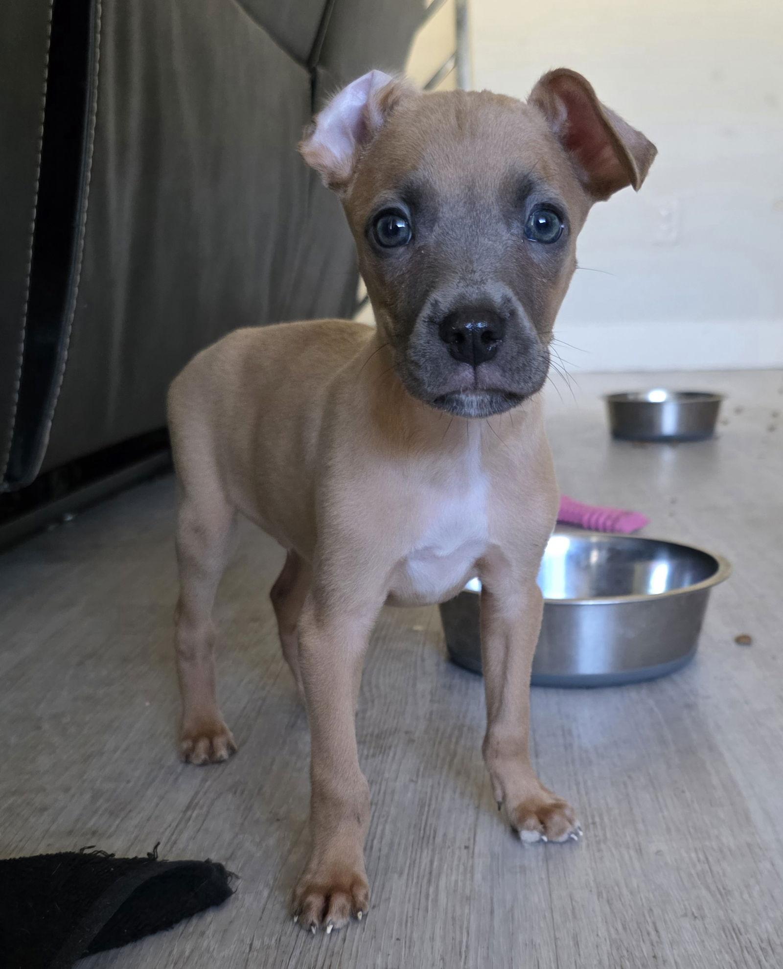Turbo, a Adoptable mixed breed in Midway, UT image 3/3