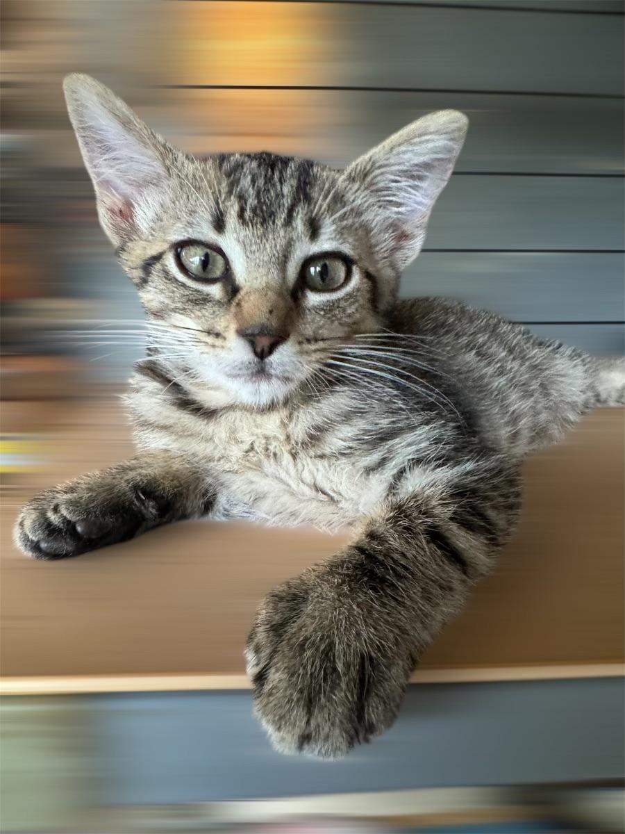 MARTY, Adopted, Kitten Male Domestic Short Hair & Tiger.