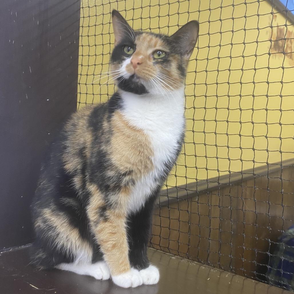 Calliope AKA Callie, Adoptable, Adult Female Domestic Short Hair.