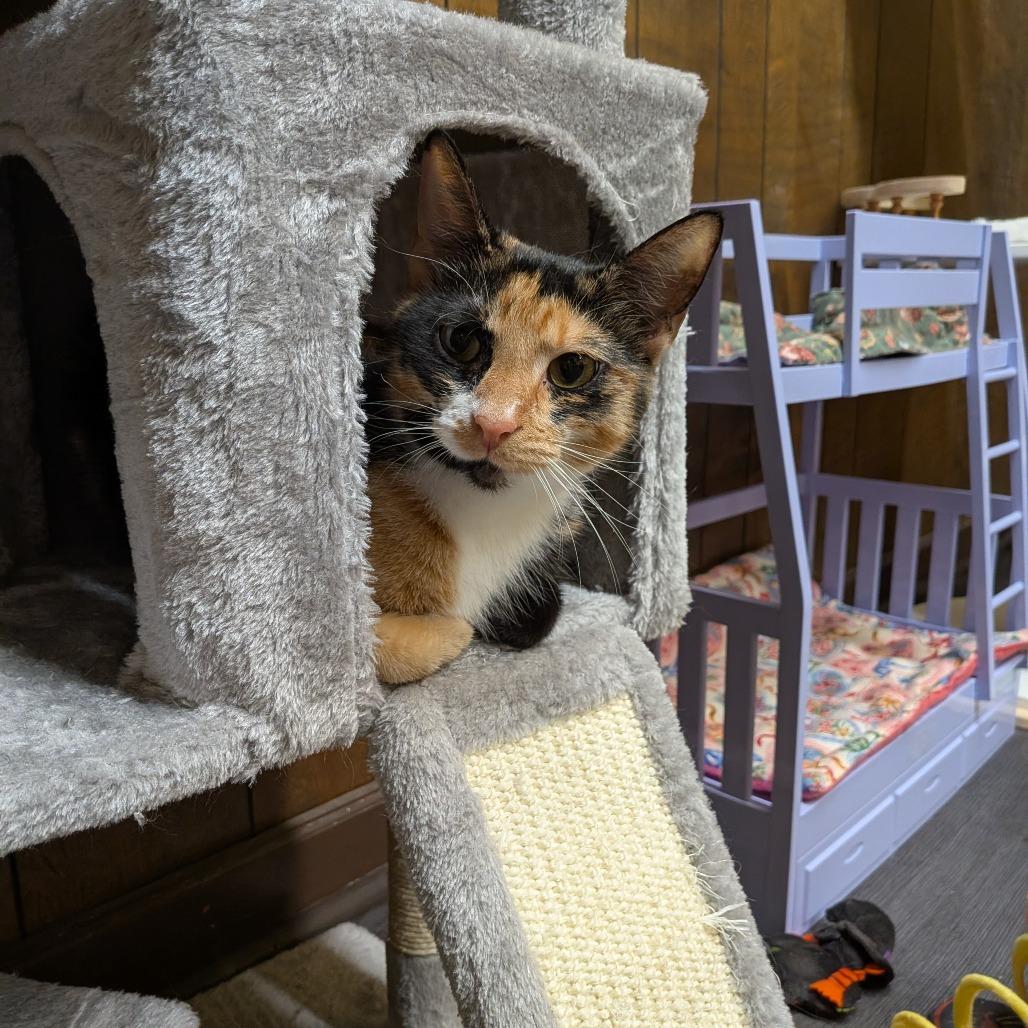 Enlarge Calliope AKA Callie, a Adoptable Domestic Short Hair in Union, MO image 2/2