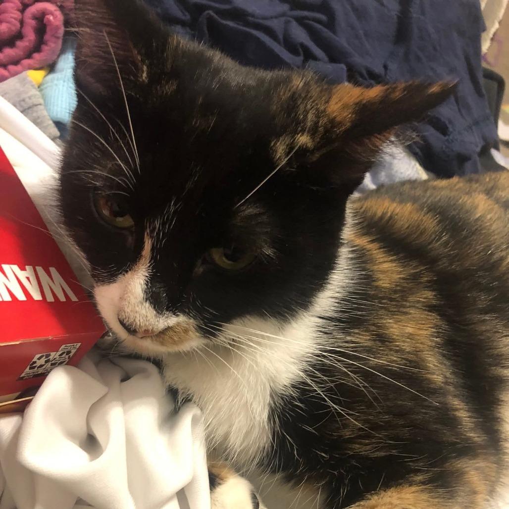 Enlarge Autumn, a Adoptable Domestic Medium Hair in Muscatine, IA image 1/6