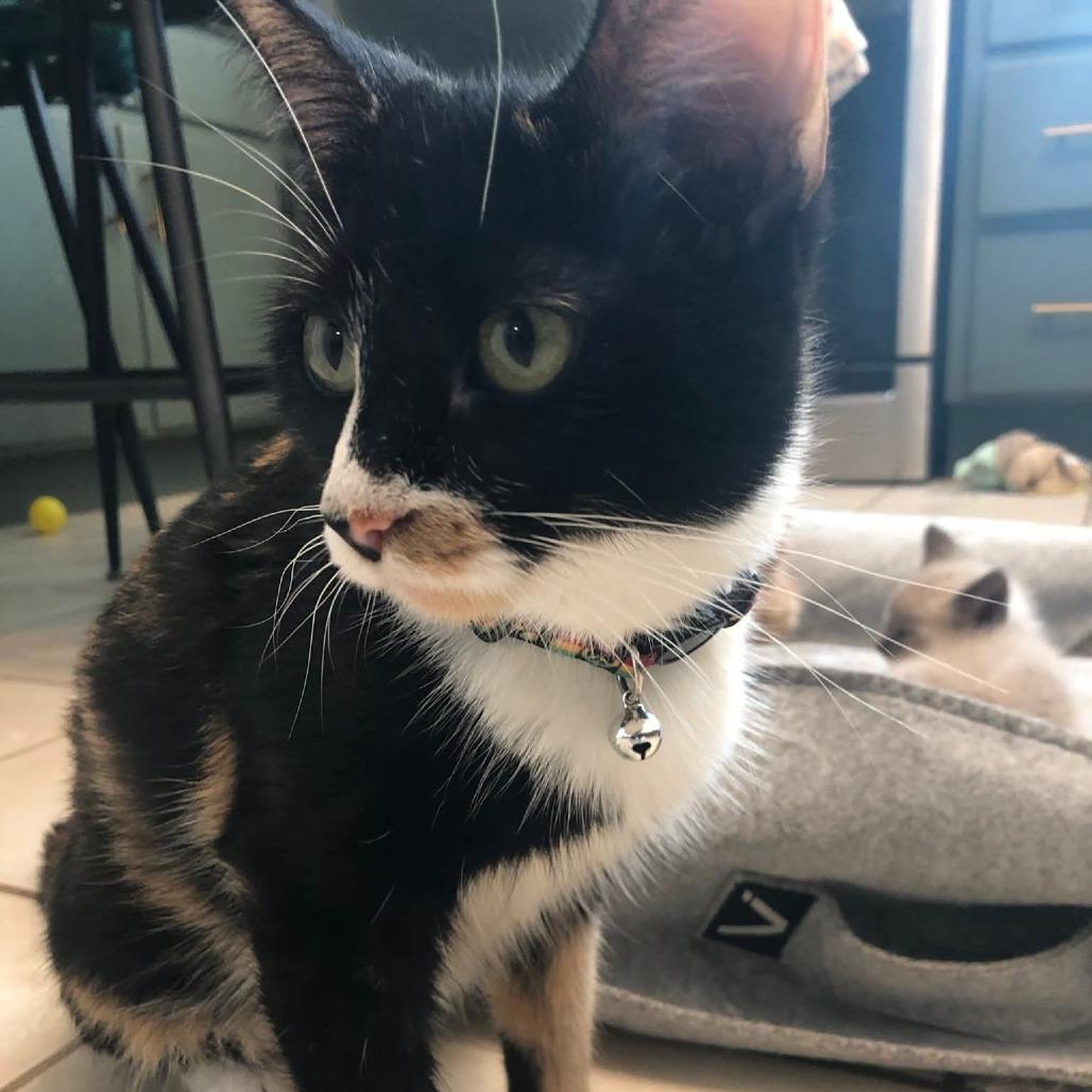 Enlarge Autumn, a Adoptable Domestic Medium Hair in Muscatine, IA image 3/6