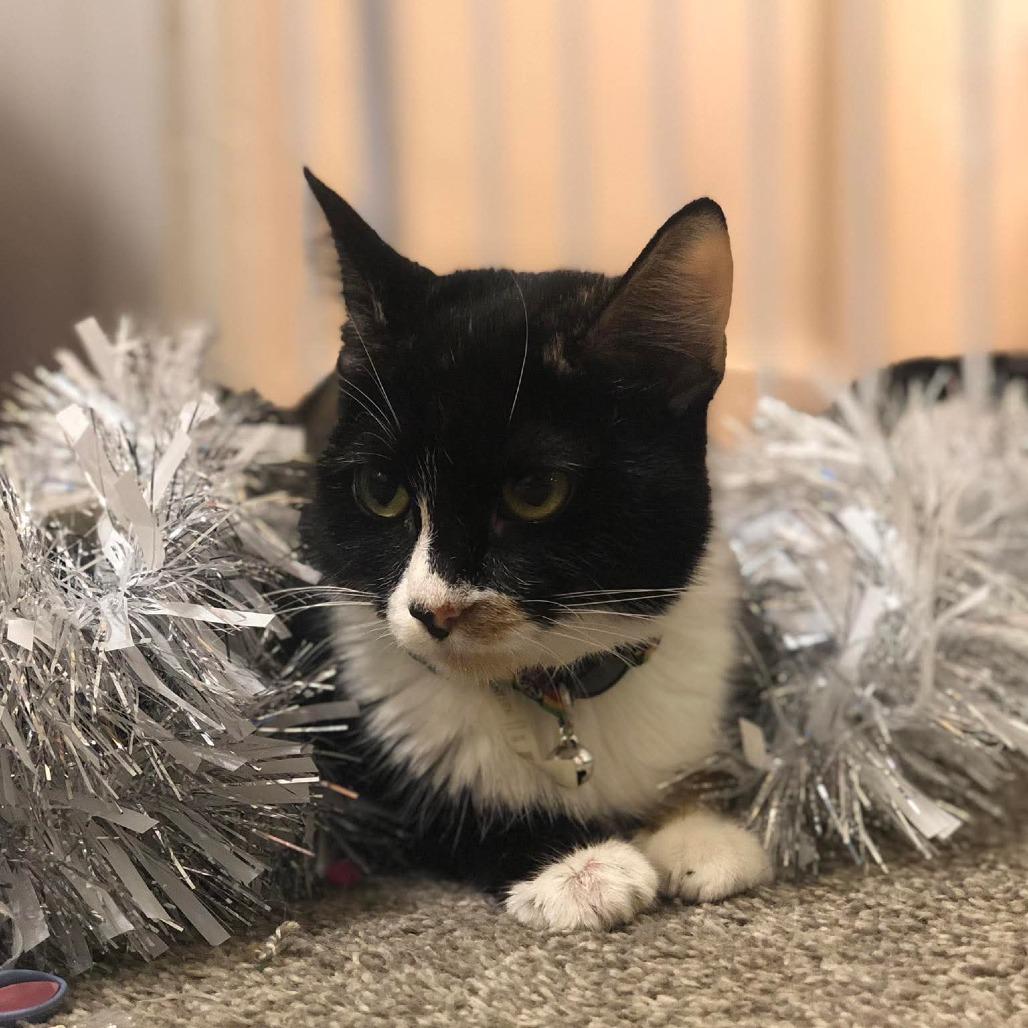 Enlarge Autumn, a Adoptable Domestic Medium Hair in Muscatine, IA image 4/6