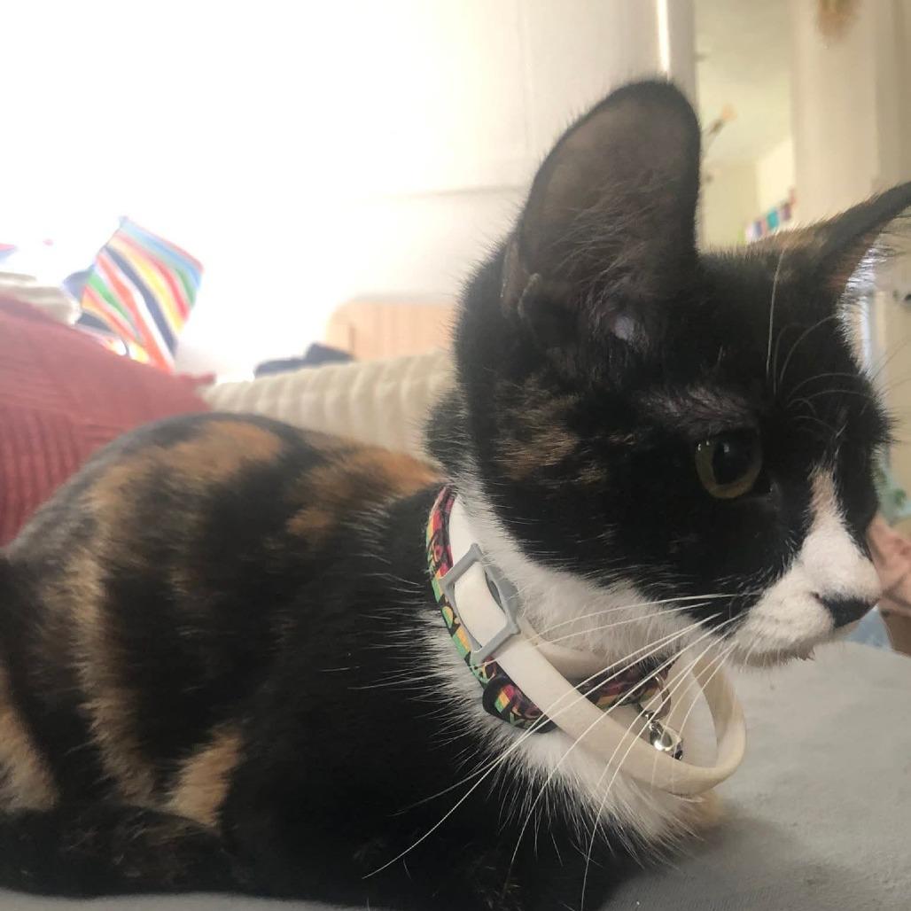 Enlarge Autumn, a Adoptable Domestic Medium Hair in Muscatine, IA image 5/6