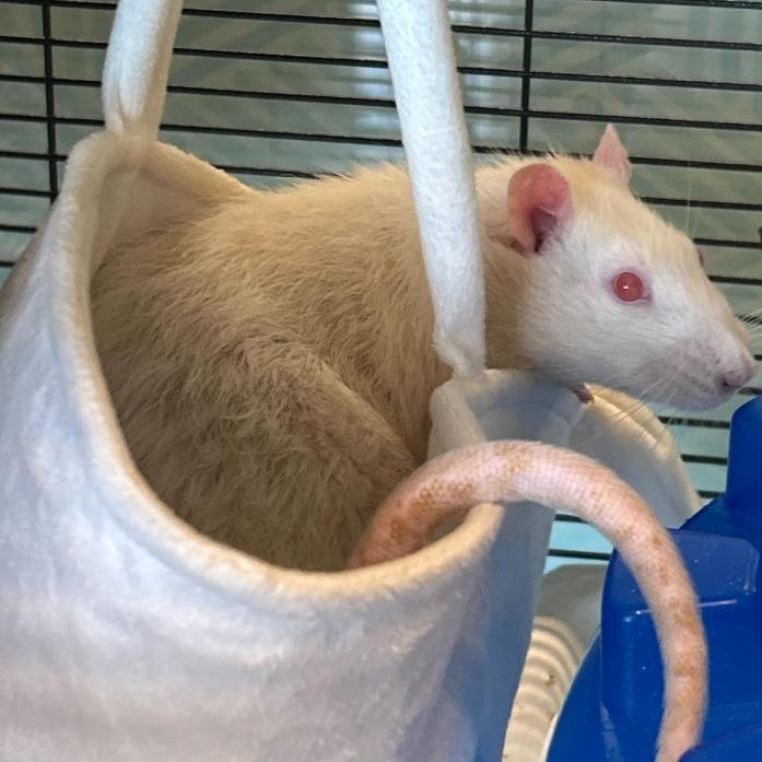 Tiny *Bonded with Jerry & Remy*, Adoptable, Adult Male Rat.