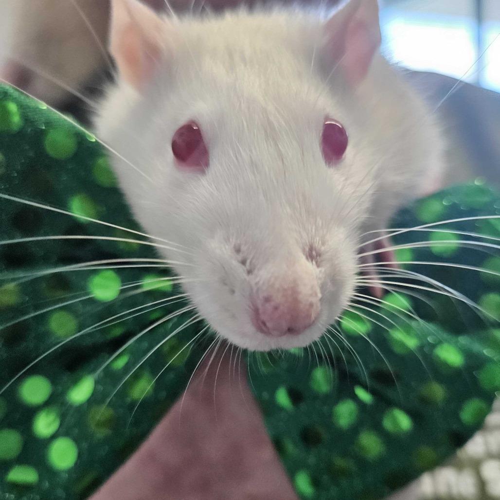 Enlarge Tiny *Bonded with Jerry & Remy*, a Adoptable Rat in Dover, NH image 2/3