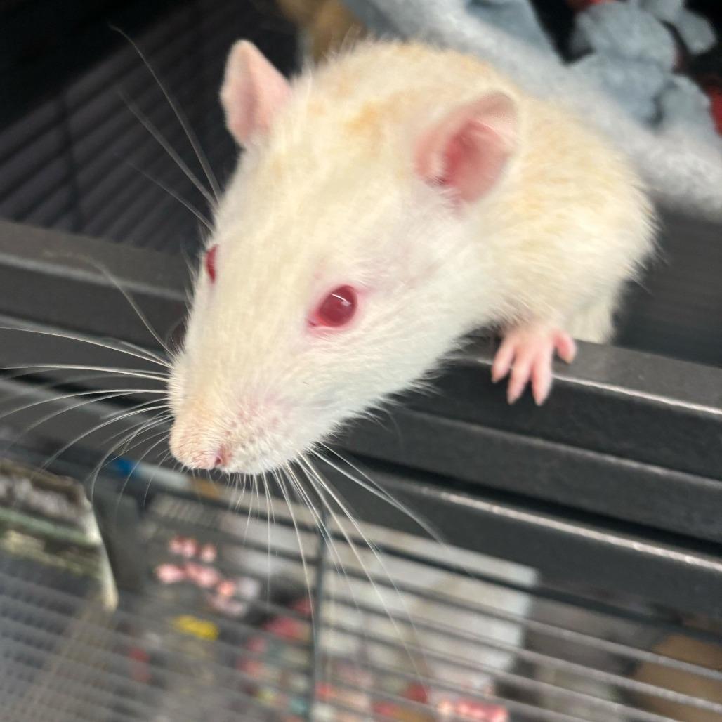 Enlarge Tiny *Bonded with Jerry & Remy*, a Adoptable Rat in Dover, NH image 3/3