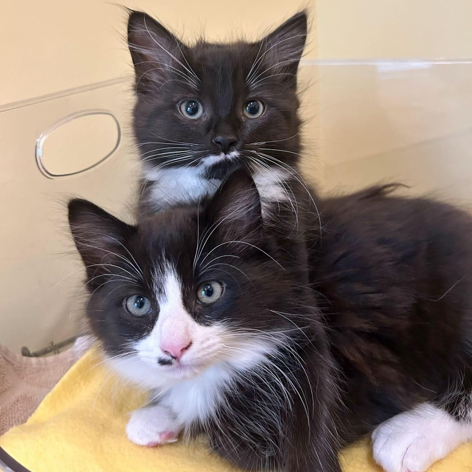 Enlarge Aphrodite & Ares, a ADOPTABLE Domestic Short Hair in Waltham, MA image 1/4