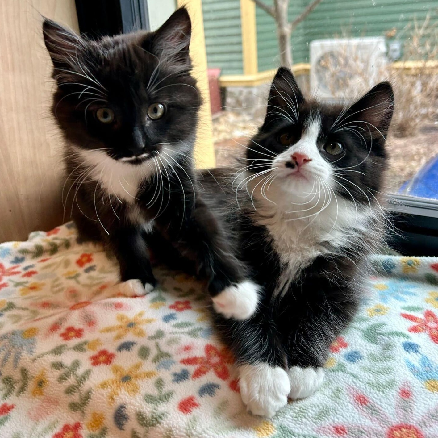 Enlarge Aphrodite & Ares, a ADOPTABLE Domestic Short Hair in Waltham, MA image 4/4