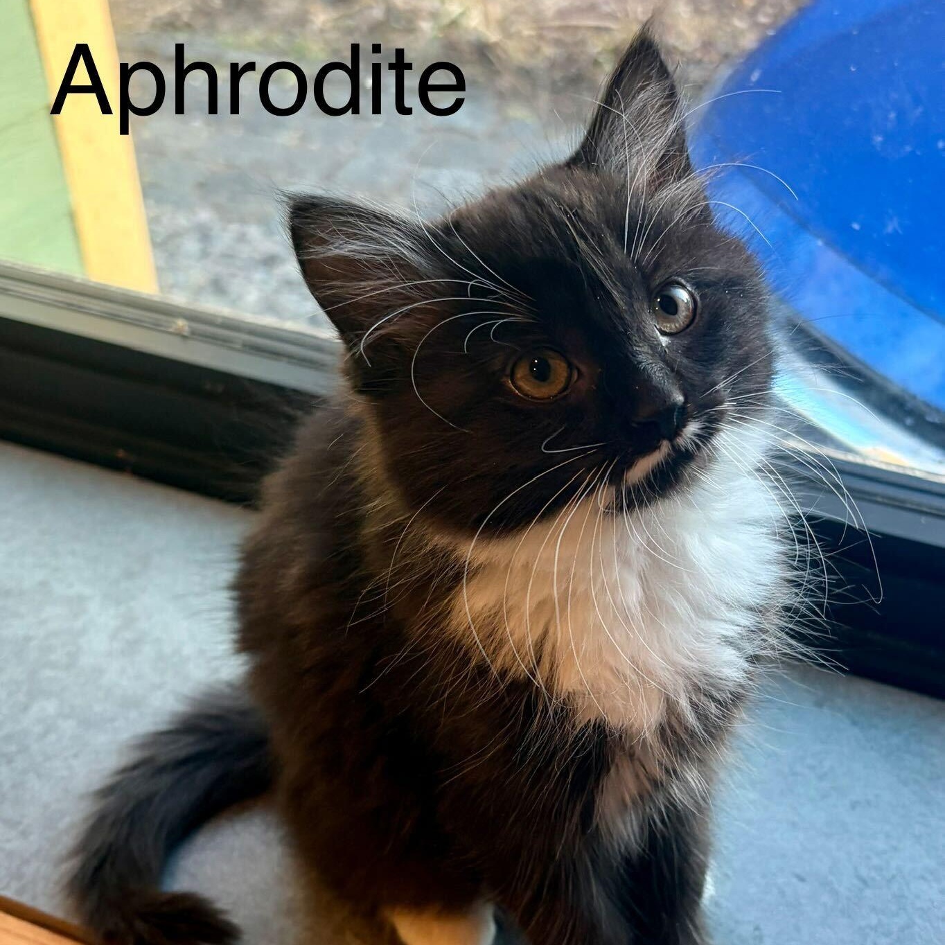 Enlarge Aphrodite & Ares, a ADOPTABLE Domestic Short Hair in Waltham, MA image 2/4