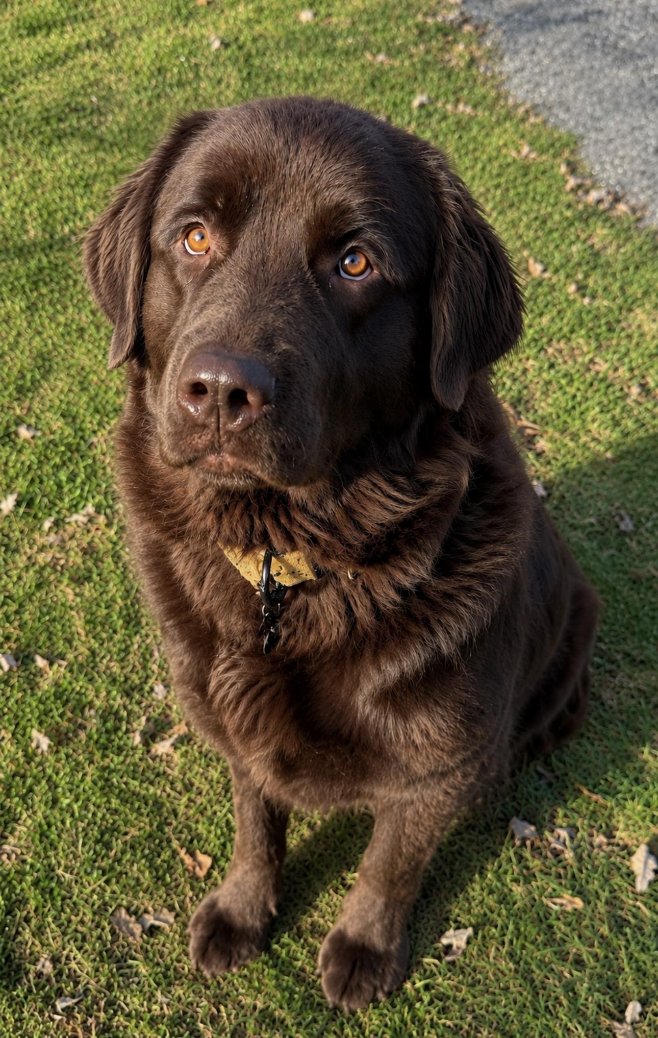 Nova, ADOPTABLE, Adult Female Newfoundland Dog.