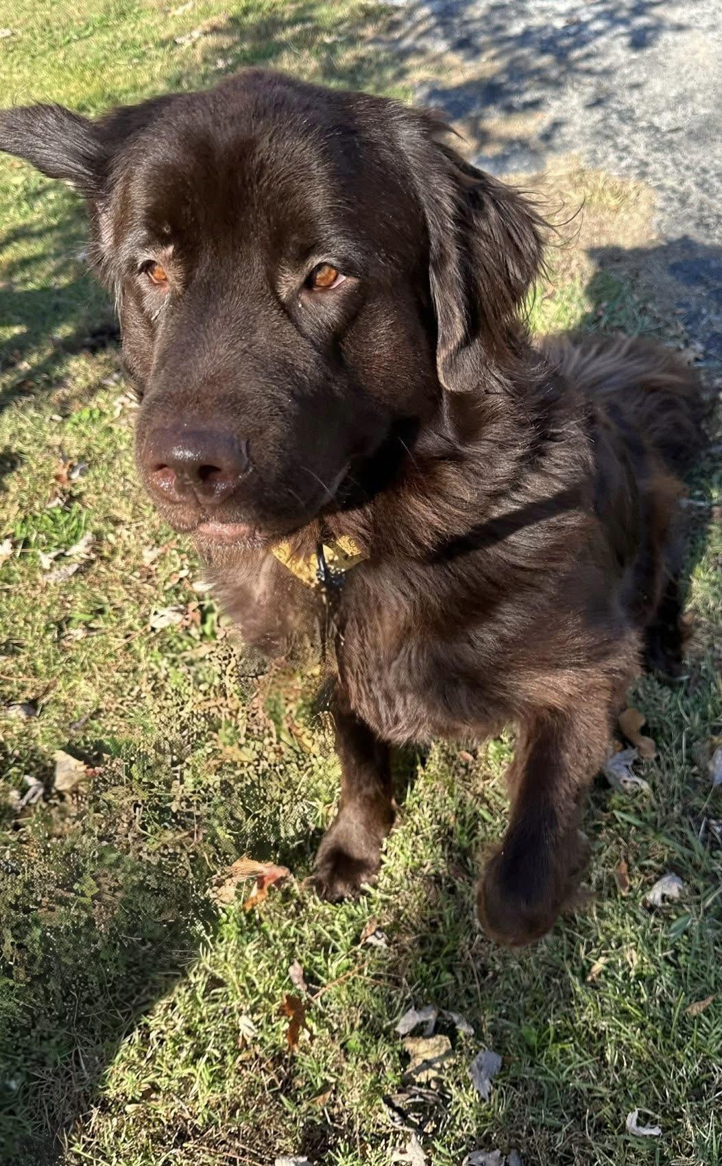 Nova, a ADOPTABLE Newfoundland Dog in Wagoner, OK image 2/2