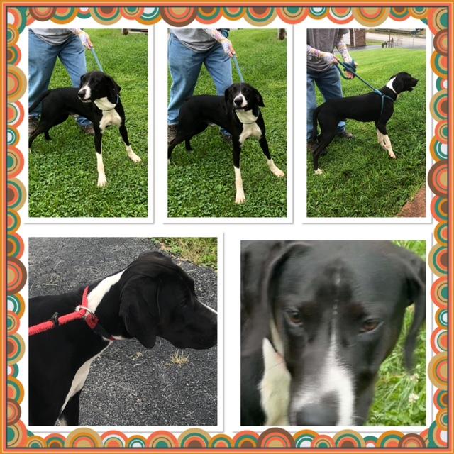 Enlarge ROCK, a Adoptable mixed breed in Buckhannon, WV image 1/1