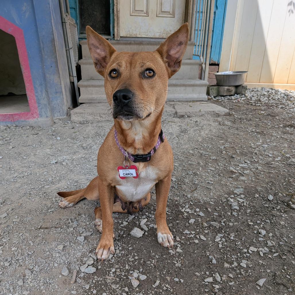 Enlarge Carol, a Adoptable Shepherd in Wake Forest, NC image 1/3