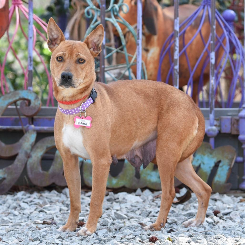 Carol, Adoptable, Young Female Shepherd.