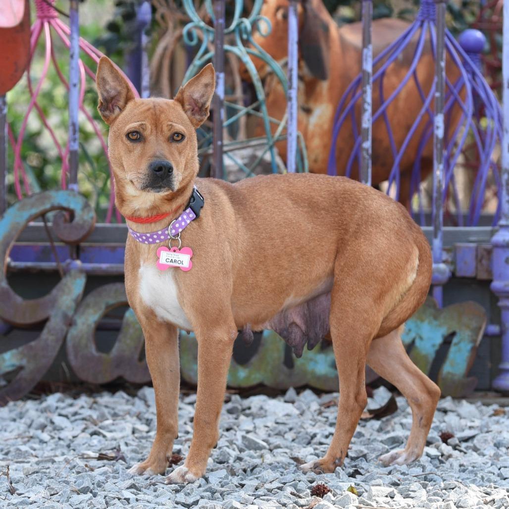 Enlarge Carol, a Adoptable Shepherd in Wake Forest, NC image 2/2