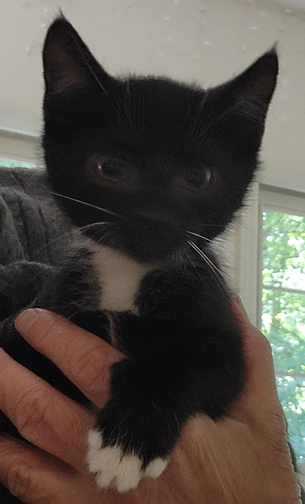 Tortellini, ADOPTABLE, Kitten Male Domestic Short Hair.