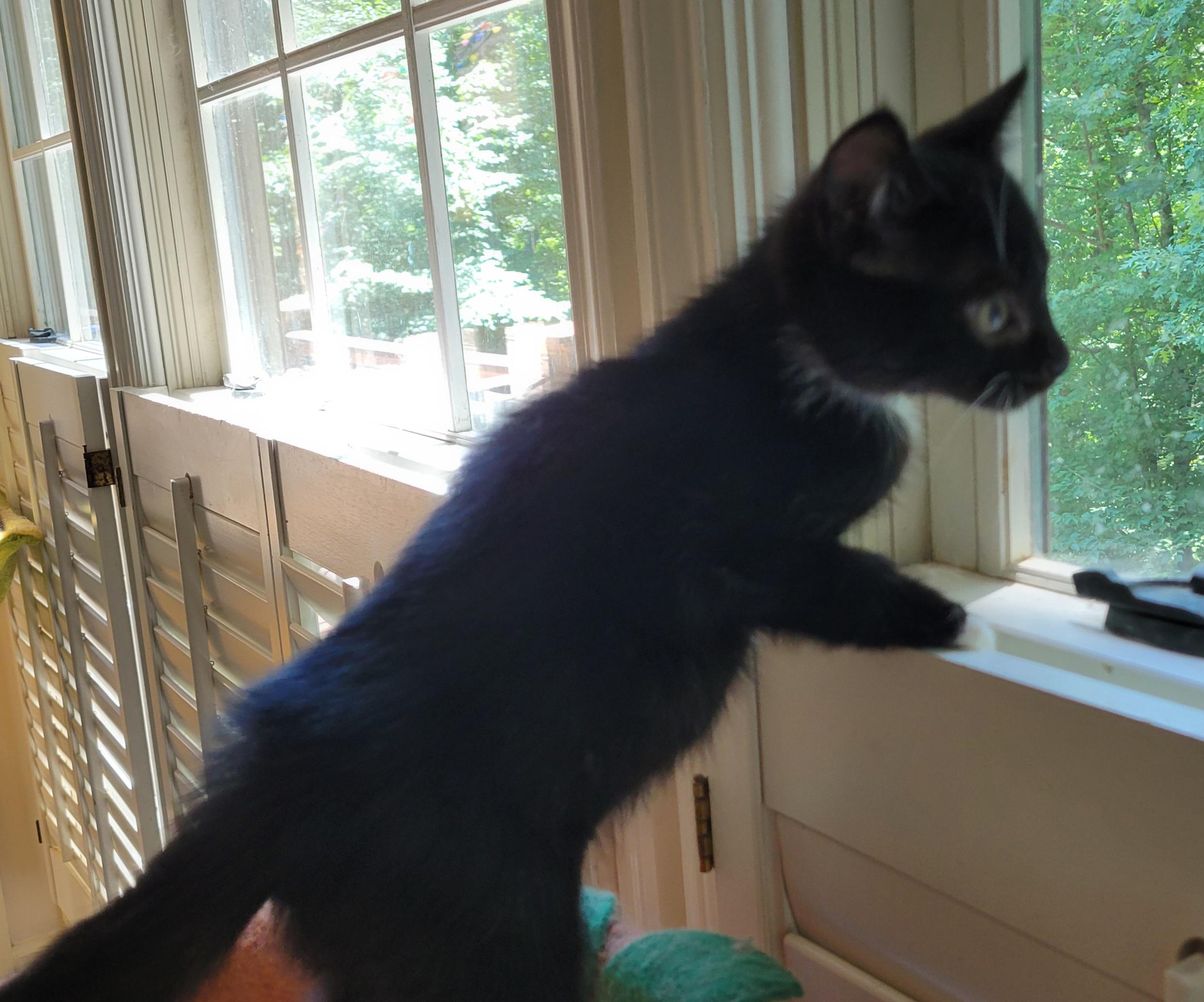 Tortellini, a ADOPTABLE Domestic Short Hair in Knoxville, TN image 2/2