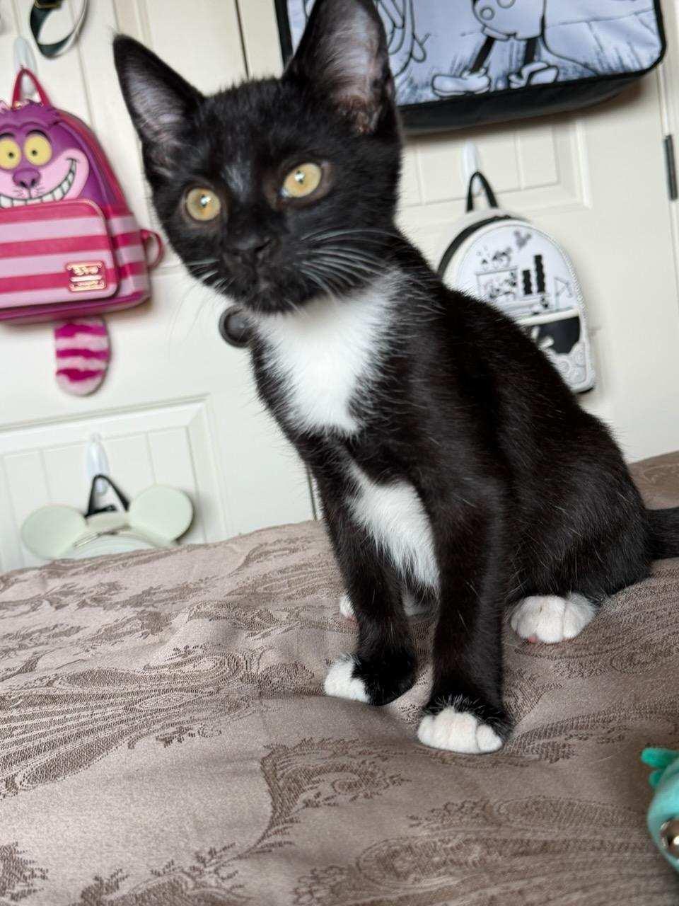 Tortellini, adoptable, Kitten Male Domestic Short Hair.