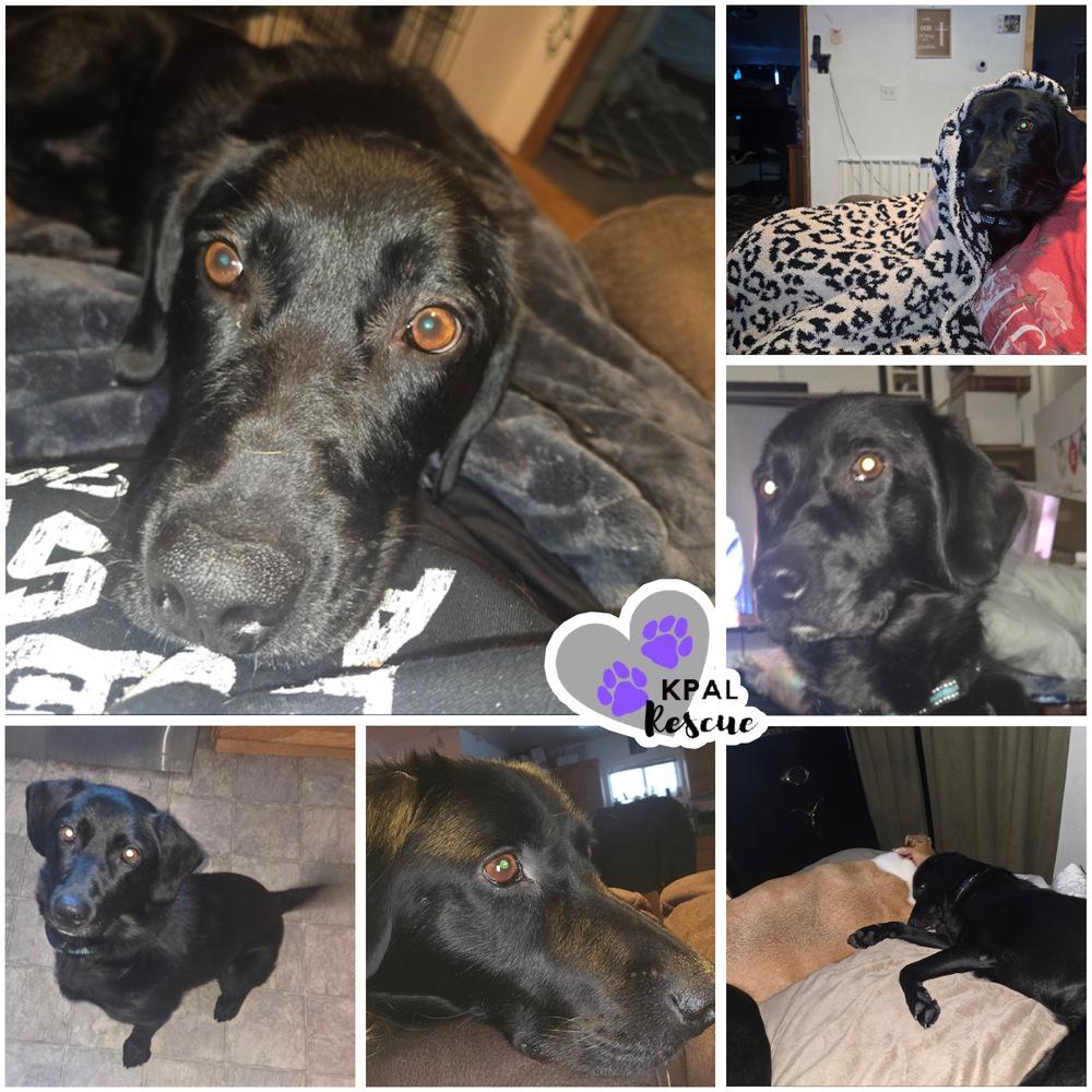 Enlarge Typhoonie Boone - YKD #128, a Adoptable mixed breed in Kenai, AK image 1/3