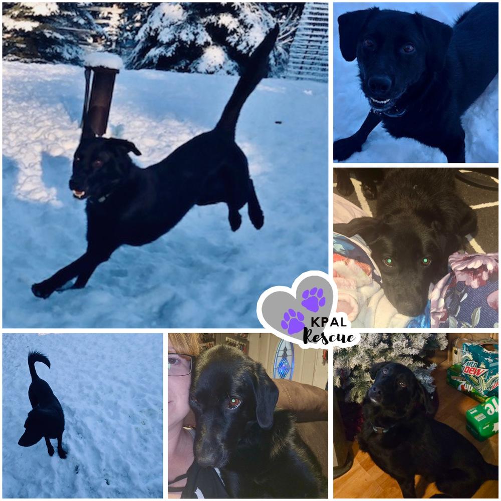 Typhoonie Boone - YKD #128, Adoptable, Adult Male Mixed Breed & Mixed Breed.