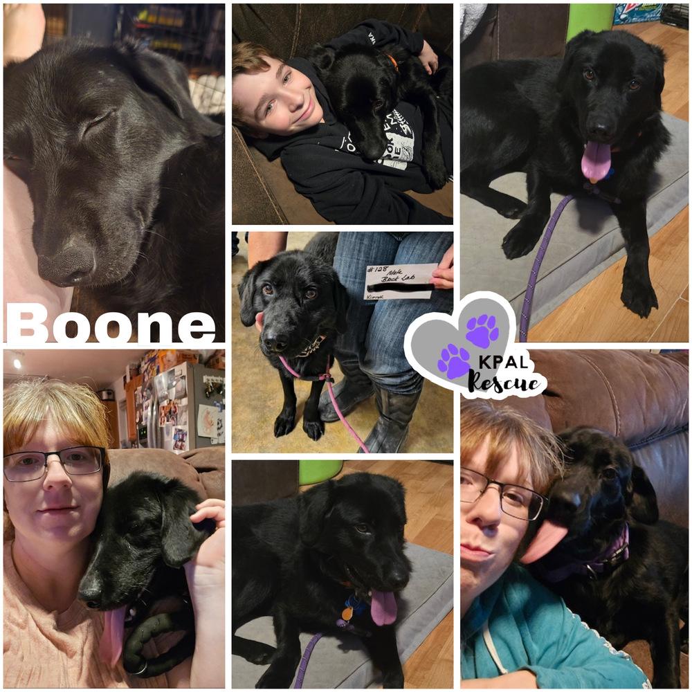 Enlarge Typhoonie Boone - YKD #128, a Adoptable mixed breed in Kenai, AK image 2/2