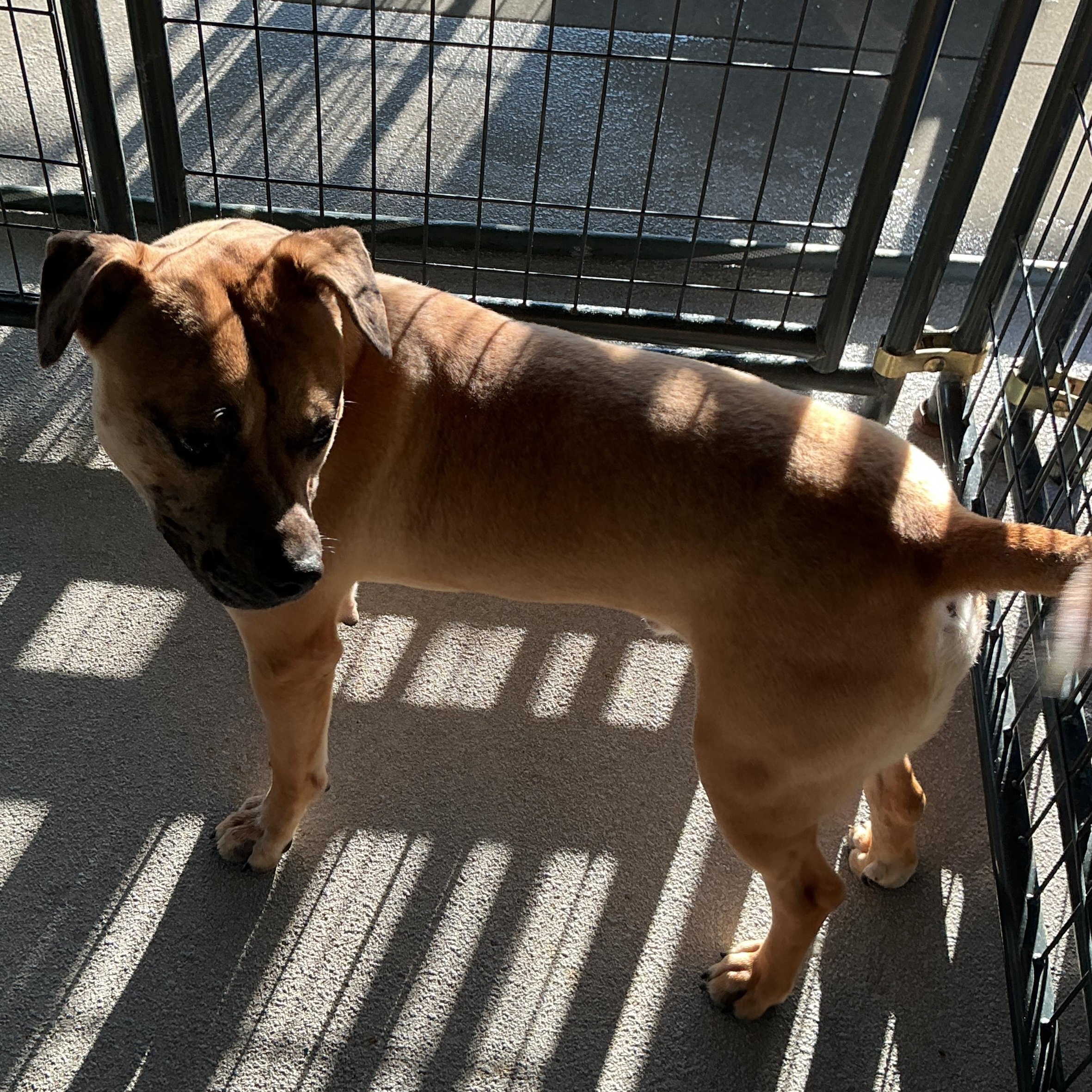 Enlarge Lionel, a ADOPTABLE mixed breed in thomson, GA image 3/4