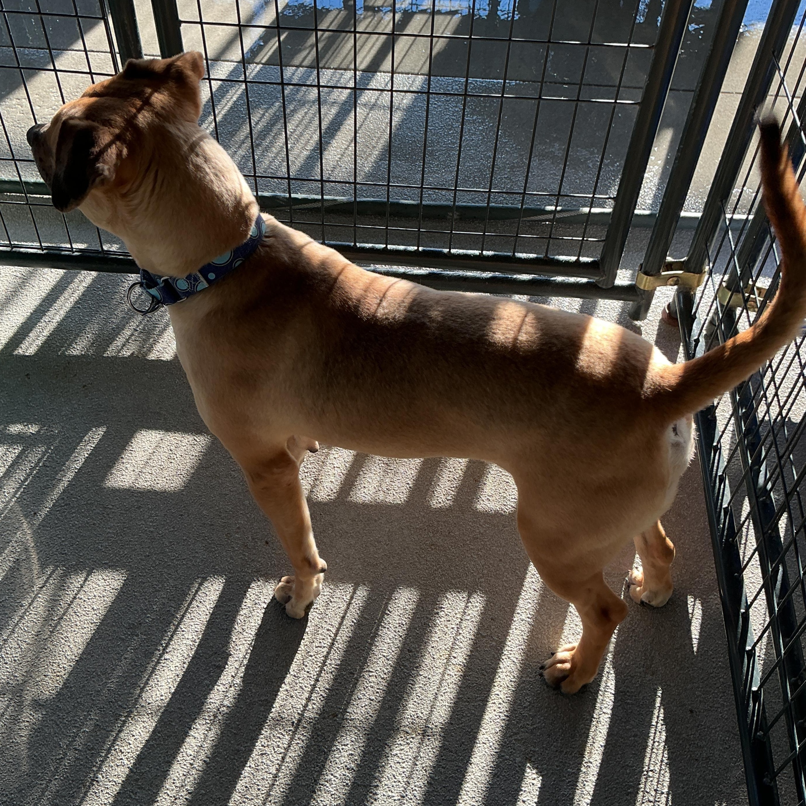 Enlarge Lionel, a ADOPTABLE mixed breed in thomson, GA image 4/4