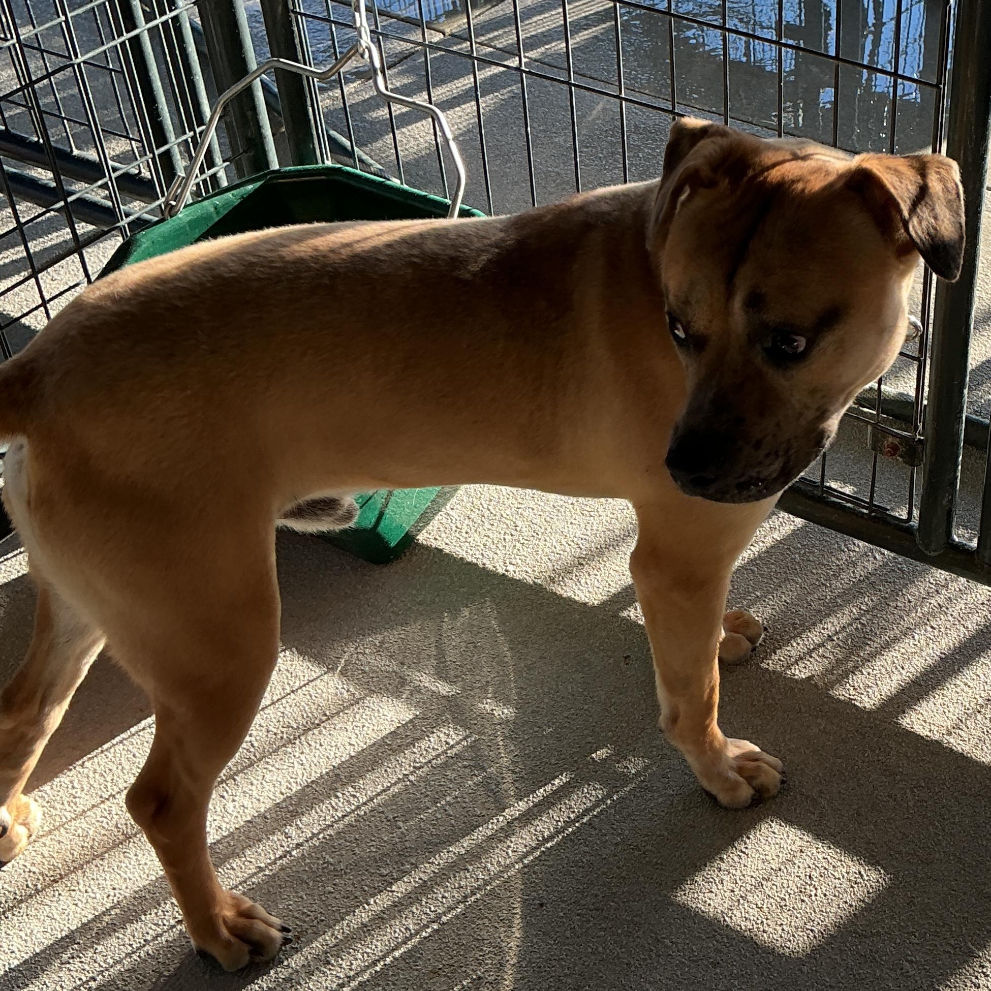 Enlarge Lionel, a ADOPTABLE mixed breed in thomson, GA image 2/4