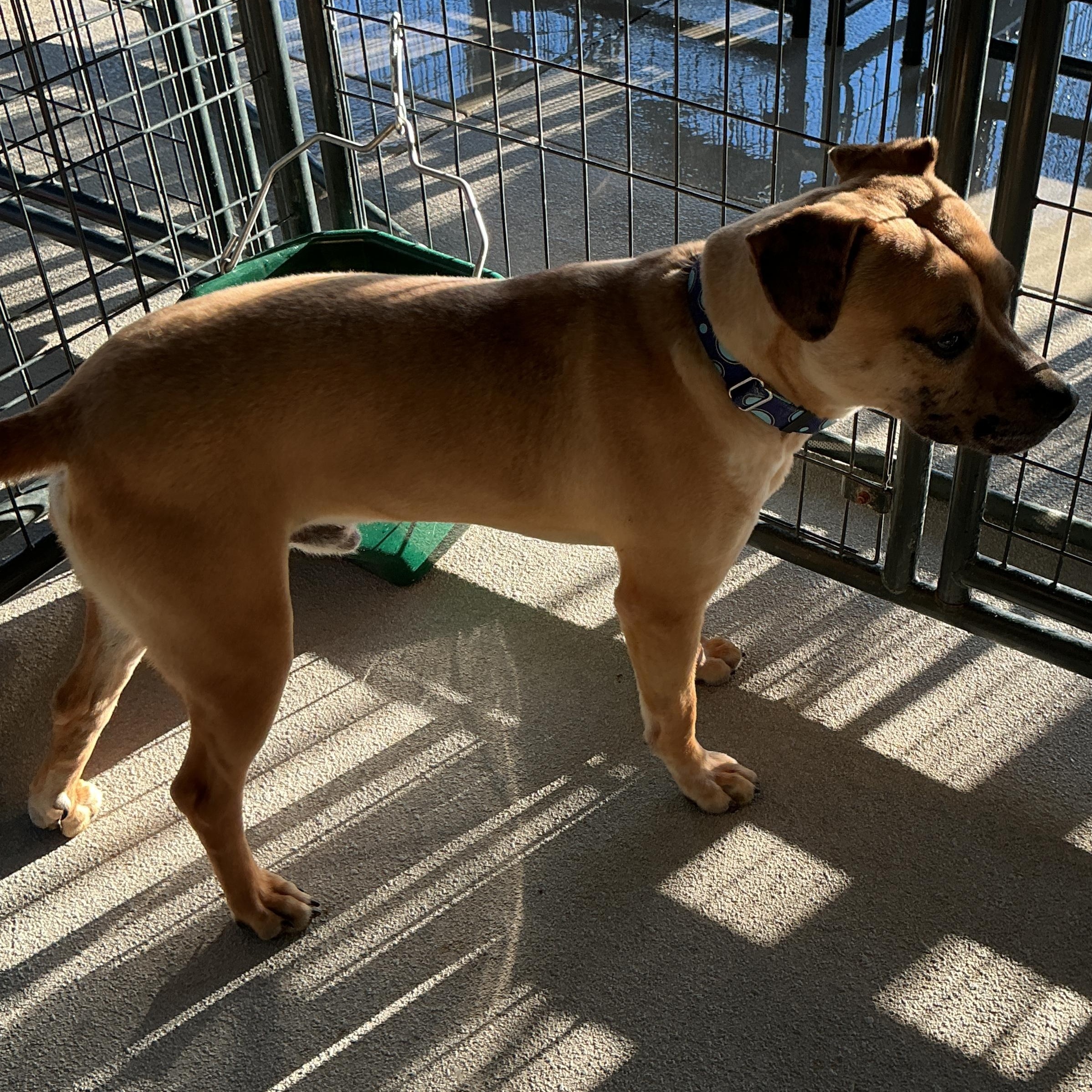 Enlarge Lionel, a ADOPTABLE mixed breed in thomson, GA image 1/4