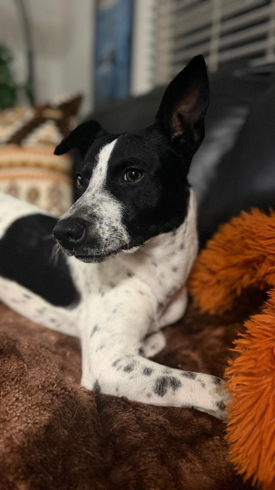 Milo, Adoptable, Young Male Jack Russell Terrier & Australian Cattle Dog / Blue Heeler.