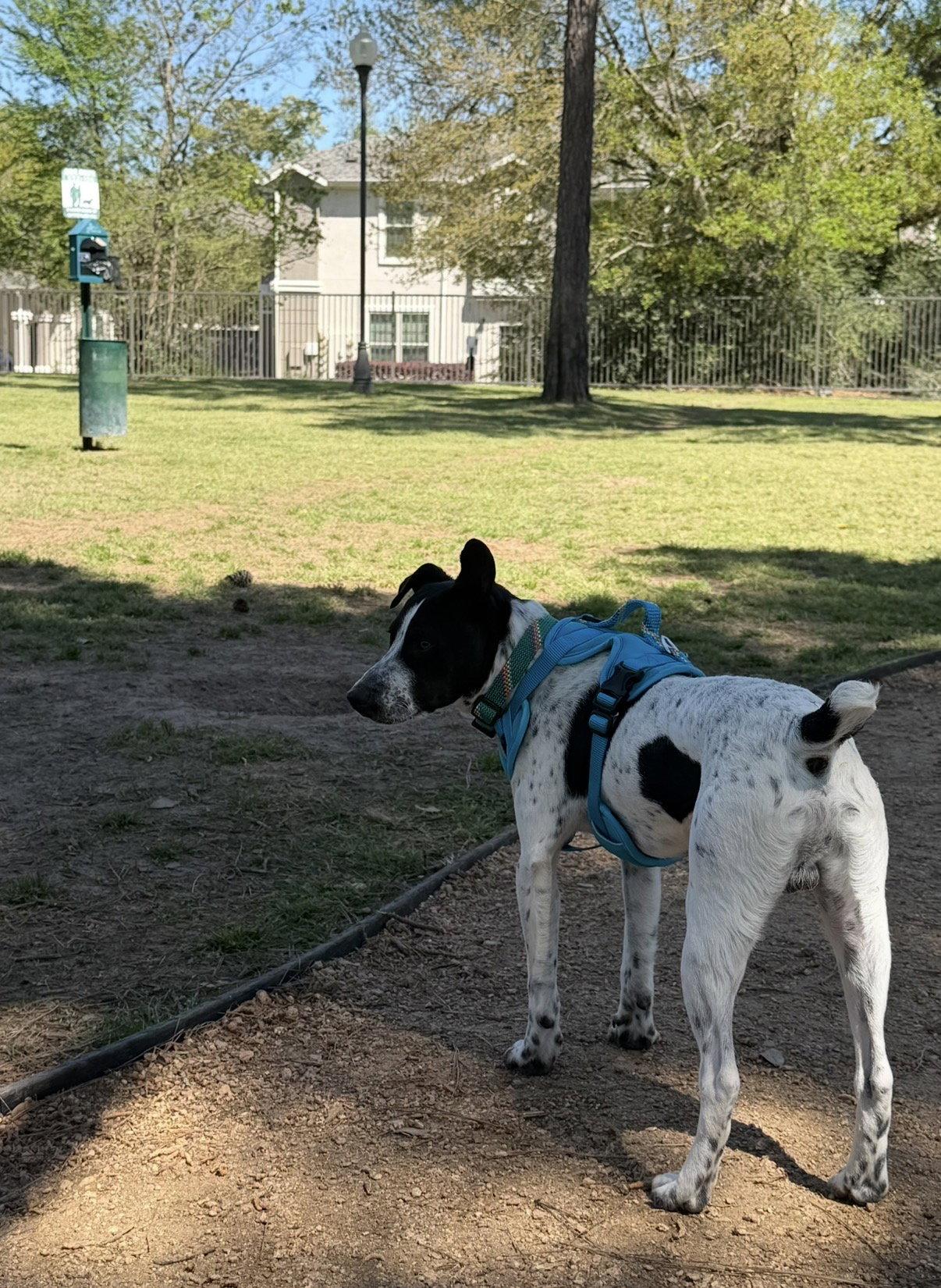 Milo, a Adoptable mixed breed in The Woodlands, TX image 2/3