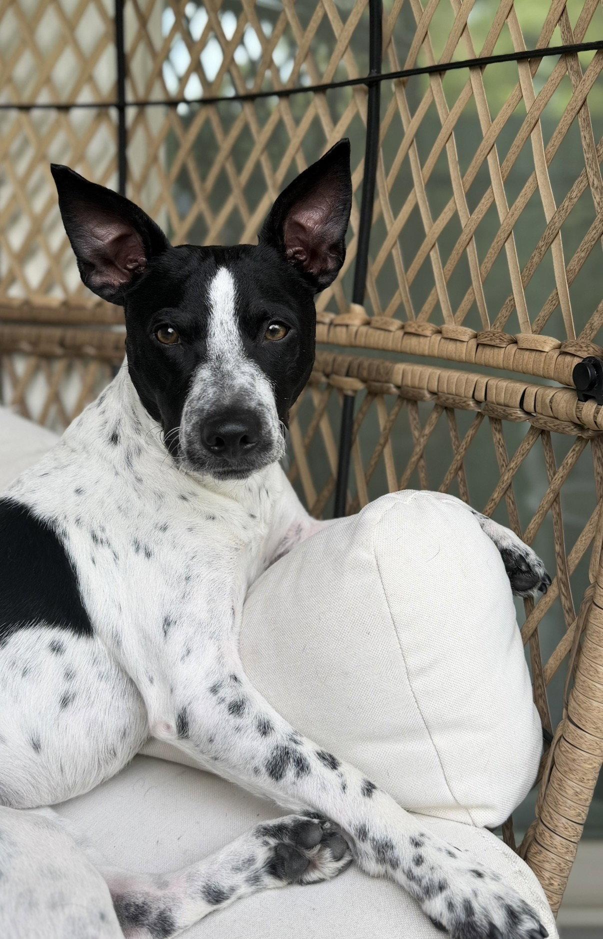 Milo, a Adoptable mixed breed in The Woodlands, TX image 3/3
