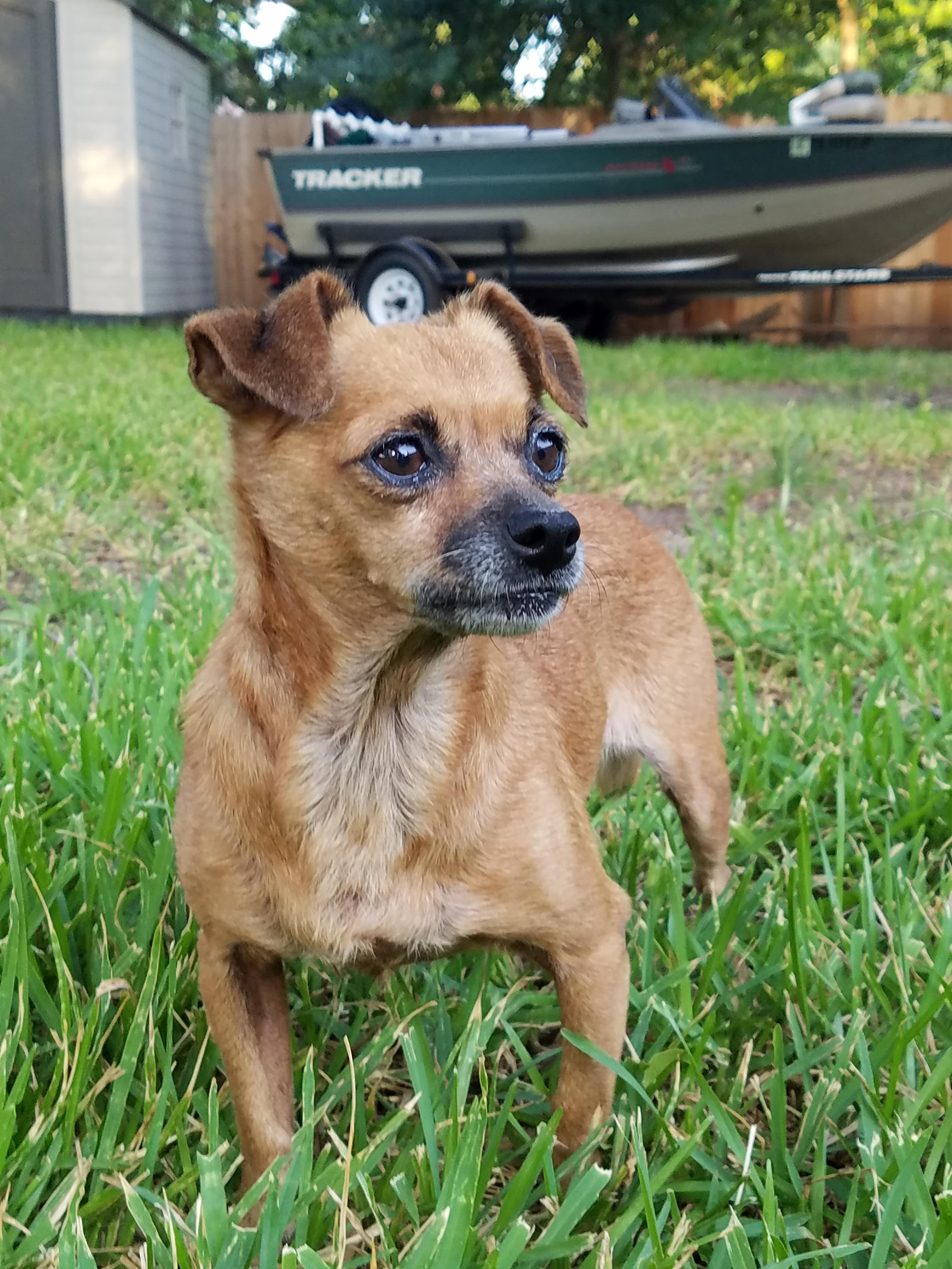 Enlarge Keita SL8462-Thw, a Adoptable mixed breed in Salem, OR image 1/4