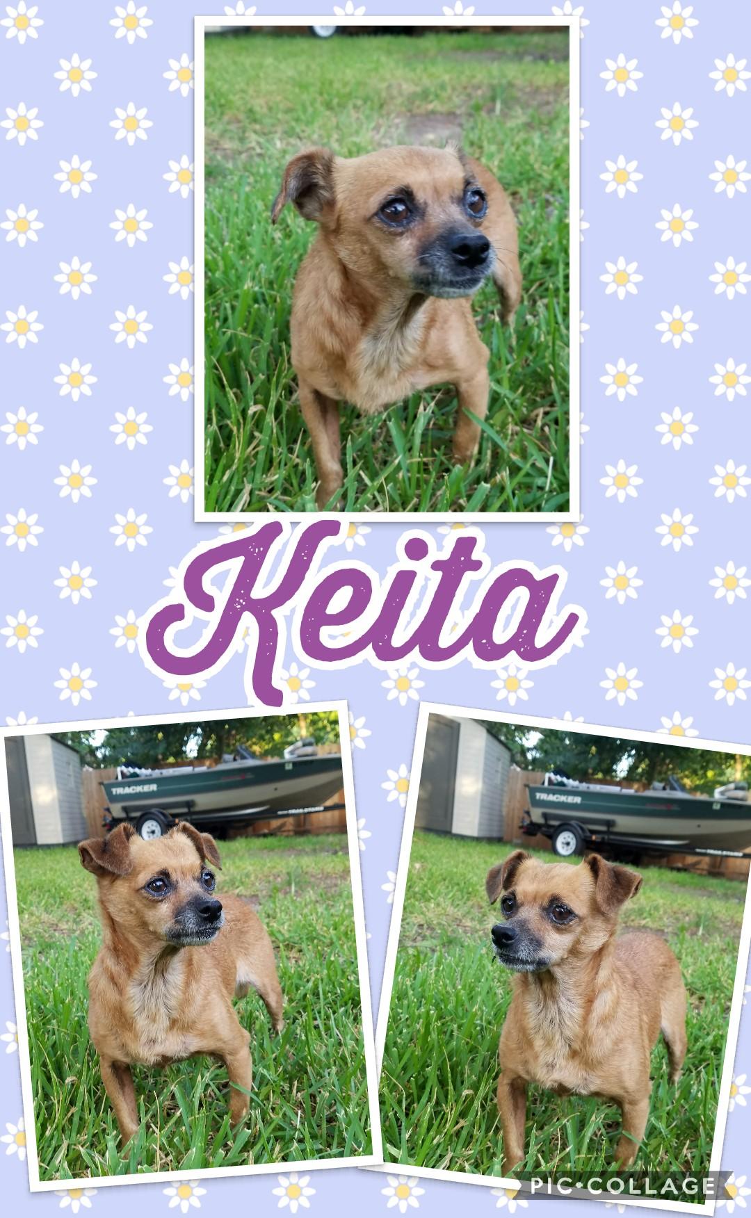 Keita SL8462-Thw, Adoptable, Senior Female Dachshund & Chihuahua.