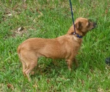 Enlarge Keita SL8462-Thw, a Adoptable mixed breed in Salem, OR image 3/4