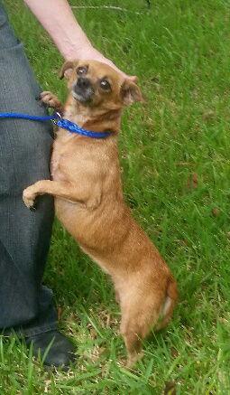 Enlarge Keita SL8462-Thw, a Adoptable mixed breed in Salem, OR image 4/4