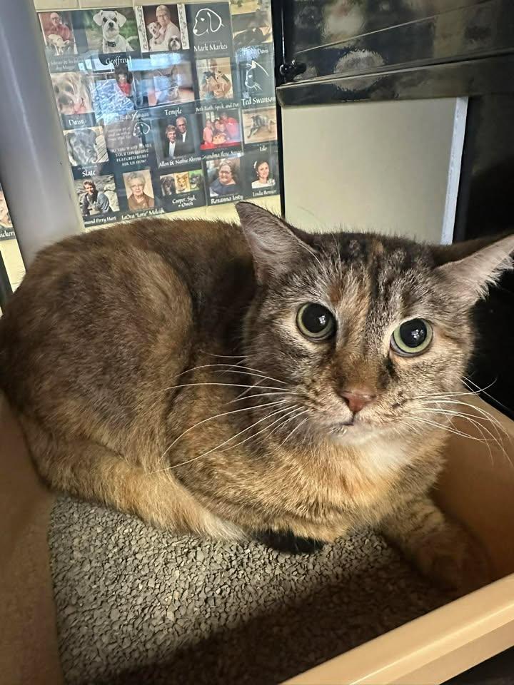 Enlarge Holly , a ADOPTABLE Domestic Short Hair in Kearney, NE image 1/1